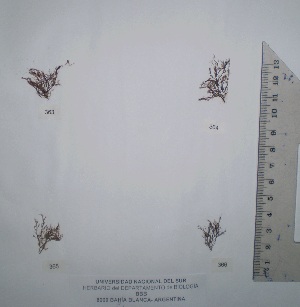  ( - Croce_366)  @11 [ ] CreativeCommons - Attribution Non-Commercial (2013) Unspecified Universidad Nacional del Sur