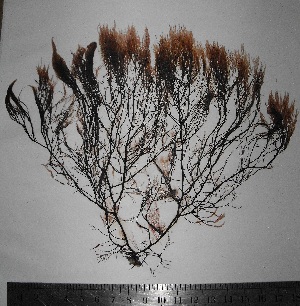  ( - Fernandez_307)  @11 [ ] CreativeCommons - Attribution Non-Commercial (2013) Unspecified Universidad Nacional del Sur