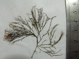  ( - Fernandez_312)  @11 [ ] CreativeCommons - Attribution Non-Commercial (2013) Unspecified Universidad Nacional del Sur