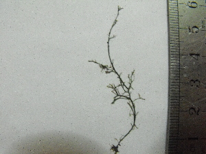  ( - Fernandez_313)  @11 [ ] CreativeCommons - Attribution Non-Commercial (2013) Unspecified Universidad Nacional del Sur