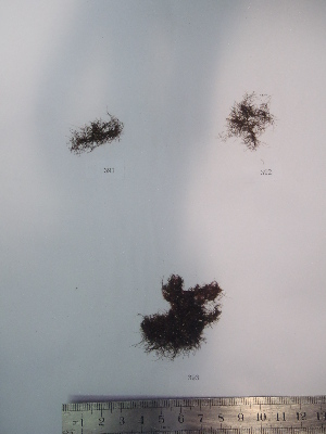  ( - Fernandez_393)  @11 [ ] CreativeCommons - Attribution Non-Commercial (2013) Unspecified Universidad Nacional del Sur