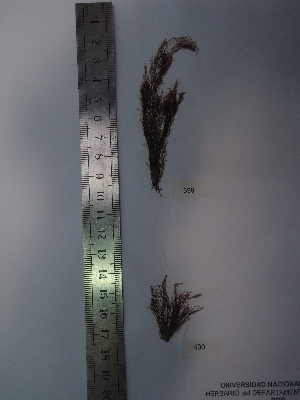  ( - Fernandez_400)  @11 [ ] CreativeCommons - Attribution Non-Commercial (2013) Unspecified Universidad Nacional del Sur