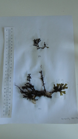  ( - Fernandez_496)  @11 [ ] CreativeCommons - Attribution Non-Commercial (2013) Unspecified Universidad Nacional del Sur