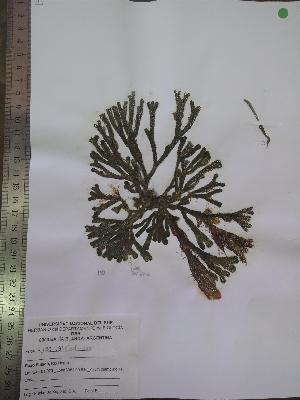  ( - Fricke_191)  @11 [ ] CreativeCommons - Attribution Non-Commercial (2013) Unspecified Universidad Nacional del Sur