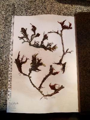  ( - Fricke_257)  @11 [ ] CreativeCommons - Attribution Non-Commercial (2013) Unspecified Universidad Nacional del Sur