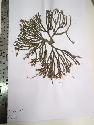  ( - Fricke_473)  @11 [ ] CreativeCommons - Attribution Non-Commercial (2013) Unspecified Universidad Nacional del Sur