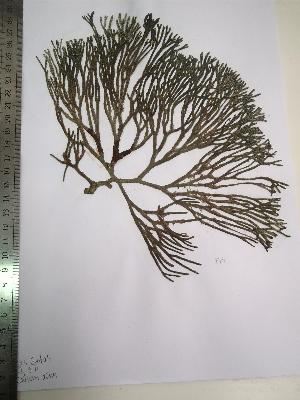  ( - Fricke_474)  @11 [ ] CreativeCommons - Attribution Non-Commercial (2013) Unspecified Universidad Nacional del Sur