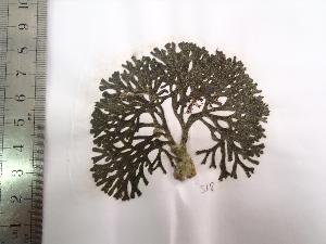  ( - Fricke_518)  @11 [ ] CreativeCommons - Attribution Non-Commercial (2013) Unspecified Universidad Nacional del Sur