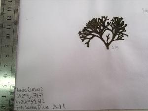  ( - Fricke_519)  @11 [ ] CreativeCommons - Attribution Non-Commercial (2013) Unspecified Universidad Nacional del Sur