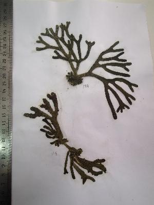  ( - Fricke_547)  @11 [ ] CreativeCommons - Attribution Non-Commercial (2013) Unspecified Universidad Nacional del Sur