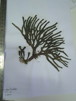  ( - Fricke_549)  @11 [ ] CreativeCommons - Attribution Non-Commercial (2013) Unspecified Universidad Nacional del Sur