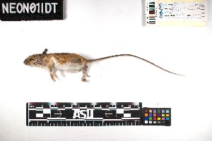  (Napaeozapus - BART.20180718.R4454.E)  @11 [ ] CreativeCommons - Attribution Share-Alike (2025) Unspecified Arizona State University