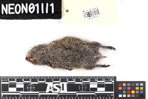  (Lemmus trimucronatus - BARR.20190719.218622.E)  @11 [ ] CreativeCommons - Attribution Share-Alike (2025) Unspecified Arizona State University