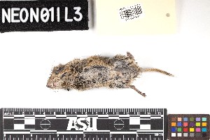  ( - DEJU.20190709.R3794.E)  @11 [ ] CreativeCommons - Attribution Share-Alike (2025) Unspecified Arizona State University