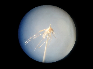  (Aedes pulcritarsis - NIBGE MOS-01930)  @12 [ ] CreativeCommons - Attribution Non-Commercial Share-Alike (2013) Sajjad Mirza National Institute for Biotechnology and Genetic Engineering Faisalabad Pakistan