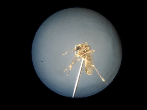  (Aedes pulcritarsis - NIBGE MOS-01993)  @12 [ ] CreativeCommons - Attribution Non-Commercial Share-Alike (2013) Sajjad Mirza National Institute for Biotechnology and Genetic Engineering Faisalabad Pakistan