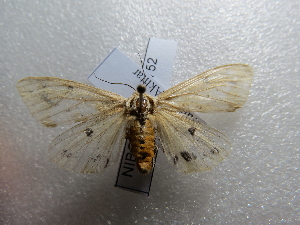  (Spilosoma xanthogaster - NIBGE MOT-01752)  @13 [ ] CreativeCommons - Attribution Non-Commercial Share-Alike (2012) Muhammad Ashfaq National Institute for Biotechnology and Genetic Engineering Faisalabad Pakistan