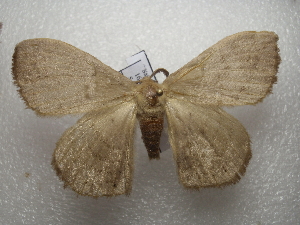  ( - NIBGE MOT-03486)  @13 [ ] CreativeCommons - Attribution Non-Commercial Share-Alike (2013) S. Mirza National Institute for Biotechnology and Genetic Engineering Faisalabad Pakistan