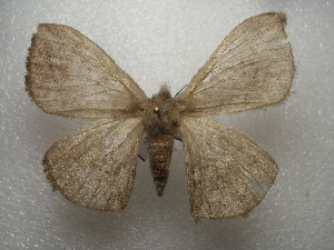  ( - NIBGE MOT-03487)  @13 [ ] CreativeCommons - Attribution Non-Commercial Share-Alike (2013) S. Mirza National Institute for Biotechnology and Genetic Engineering Faisalabad Pakistan