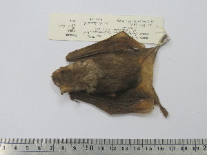  ( - MUSM 00342)  @11 [ ] Unspecified (default): All Rights Reserved (2014) Unspecified Unspecified