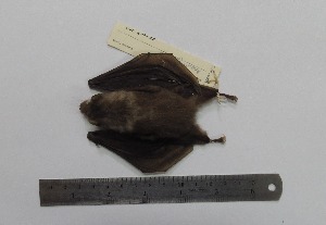  ( - MUSM 18899)  @11 [ ] Unspecified (default): All Rights Reserved (2015) Department of Mammalogy, MUSM Unspecified