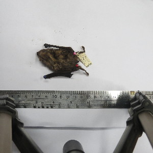  ( - MUSM 22594)  @11 [ ] Unspecified (default): All Rights Reserved (2014) Unspecified Unspecified