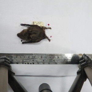  ( - MUSM 22595)  @11 [ ] Unspecified (default): All Rights Reserved (2014) Unspecified Unspecified