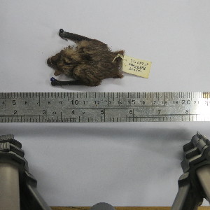  ( - MUSM 22606)  @12 [ ] Unspecified (default): All Rights Reserved (2014) Unspecified Unspecified