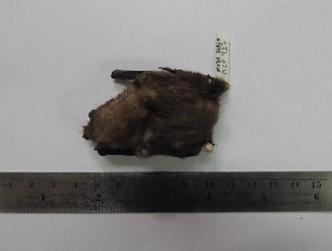  ( - MUSM 22969)  @12 [ ] Unspecified (default): All Rights Reserved (2015) Department of Mammalogy, MUSM Unspecified