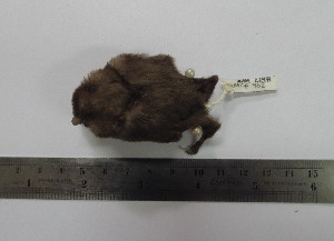  ( - MUSM 22971)  @12 [ ] Unspecified (default): All Rights Reserved (2015) Department of Mammalogy, MUSM Unspecified