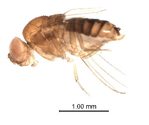  (Drosophila seguyi - BIOUG02204-F08)  @12 [ ] CreativeCommons - Attribution (2012) Muhammad Ashfaq Centre for Biodiversity Genomics