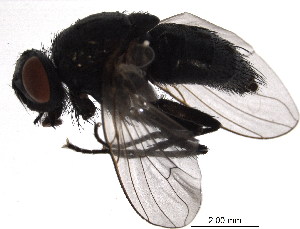  ( - BIOUG02367-E10)  @13 [ ] CreativeCommons - Attribution (2012) Muhammad Ashfaq Centre for Biodiversity Genomics