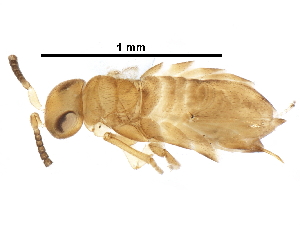  (Neodusmetia - BIOUG04899-F08)  @13 [ ] CreativeCommons - Attribution (2016) CBG Photography Group Centre for Biodiversity Genomics