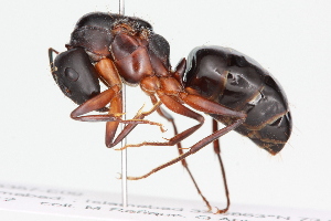  (Camponotus pennsylvanicus - BIOUG05357-E09)  @15 [ ] CreativeCommons - Attribution (2014) Centre for Biodiversity Genomics Centre for Biodiversity Genomics