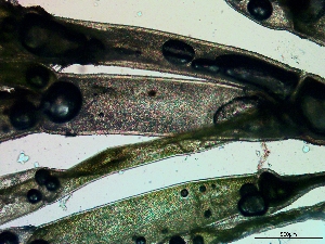  ( - NCweed-105)  @11 [ ] Copyright (2016) D W Freshwater University of North Carolina, Wilmington