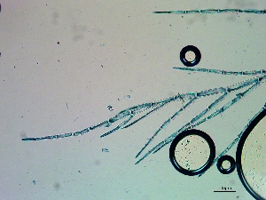  ( - NCweed-1240)  @11 [ ] Copyright (2016) D W Freshwater University of North Carolina, Wilmington