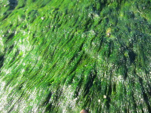 ( - NCweed-1321)  @11 [ ] Copyright (2013) D Wilson Freshwater University of North Carolina Wilmington