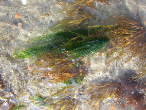  ( - NCweed-1322)  @11 [ ] Copyright (2013) D Wilson Freshwater University of North Carolina Wilmington