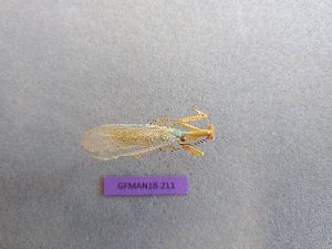  ( - GFMAN18-211)  @11 [ ] Copyright (2018) Nicolas Moulin Collection of MNHN