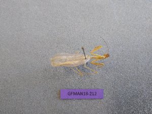  (Microphotina viridula - GFMAN18-212)  @11 [ ] Copyright (2018) Nicolas Moulin Collection of MNHN