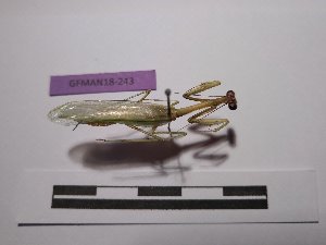  (Parastagmatoptera unipunctata - GFMAN18-243)  @11 [ ] Copyright (2018) Nicolas Moulin Collection of MNHN