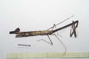  ( - GFMAN18-318)  @11 [ ] Copyright (2024) Nicolas Moulin Research Collection of Nicolas Moulin