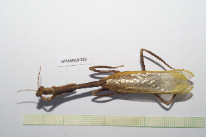  ( - GFMAN18-319)  @11 [ ] Copyright (2024) Nicolas Moulin Research Collection of Nicolas Moulin