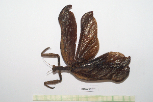  (Lagrecacanthops - GFMAN18-331)  @11 [ ] Copyright (2024) Nicolas Moulin Research Collection of Nicolas Moulin