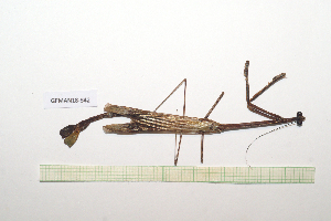  ( - GFMAN18-342)  @11 [ ] Copyright (2024) Nicolas Moulin Research Collection of Nicolas Moulin