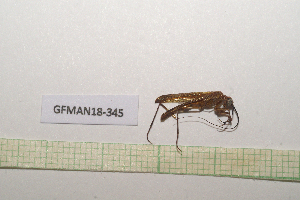  (Mantoididae - GFMAN18-345)  @11 [ ] Copyright (2024) Nicolas Moulin Research Collection of Nicolas Moulin