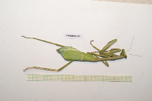  (Stagmomantis domingensis - GFMAN18-441)  @11 [ ] Copyright (2024) Nicolas Moulin Research Collection of Nicolas Moulin