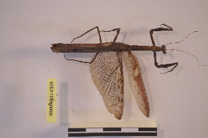  ( - NMMAN11-0104)  @11 [ ] Unspecified (default): All Rights Reserved  Unspecified Unspecified