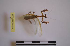  (Psychomantis - NMMAN11-0018)  @12 [ ] Unspecified (default): All Rights Reserved  Unspecified Unspecified