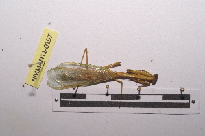  (Parastagmatoptera immaculata - NMMAN11-0197)  @12 [ ] Unspecified (default): All Rights Reserved  Unspecified Unspecified